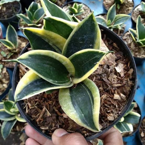 Tanaman Hias Sansivera Pagoda - Sansivera Mini - Sansivera Gold TERLARIS