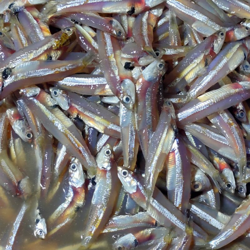 

ikan teri basah segar