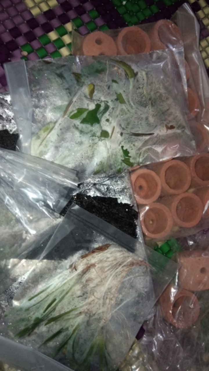 Buce Phalandra Batangan