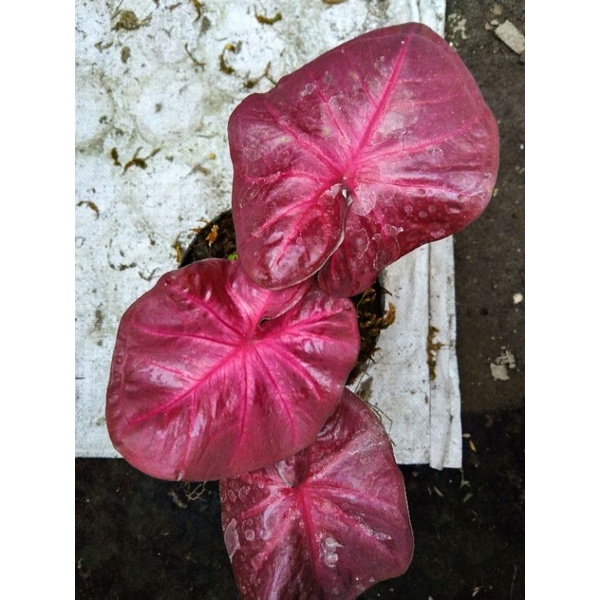 caladium red sweety (menorr merah merona)