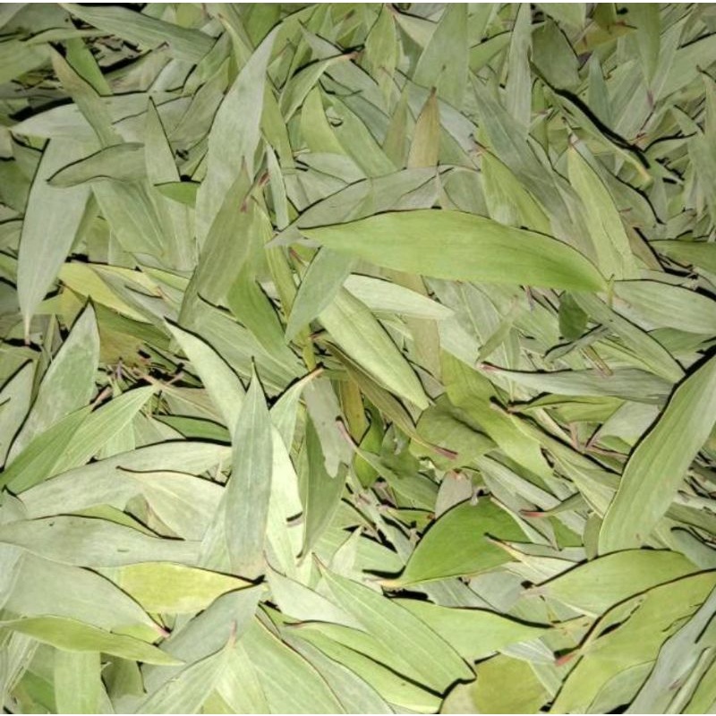 

Daun Kayu Putih kering (100gr)