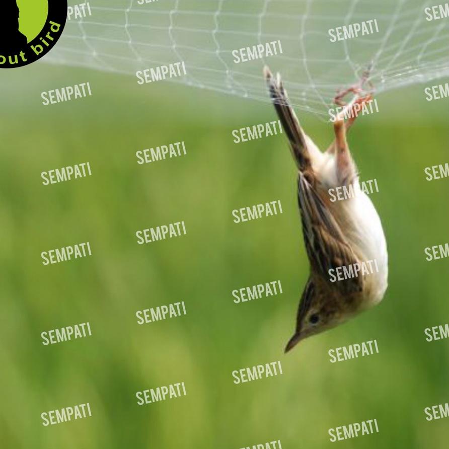 ❀ JARING EMPRIT & PIPIT / JARING SAWAH / JARING PADI DAN MINA PADI / JARING BURUNG KECIL JARING BURU