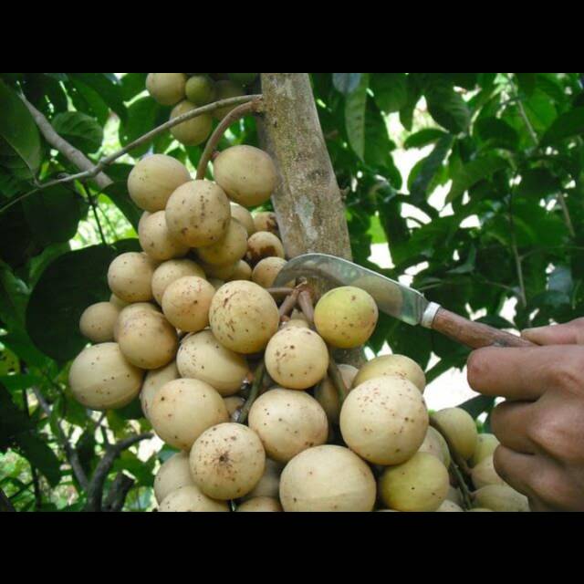 Tanaman Buah Duku Palembang