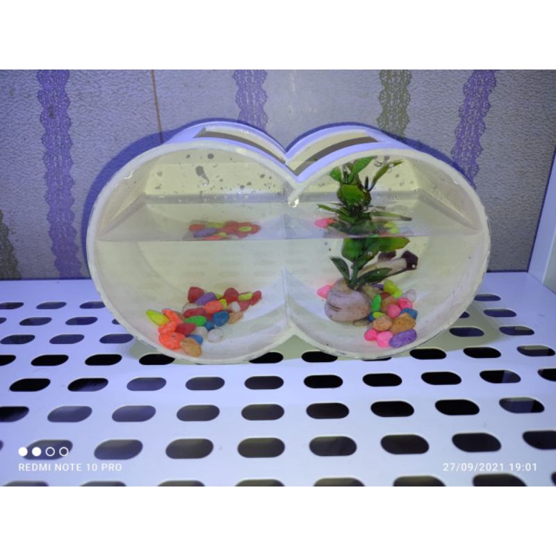 Aquarium bulat tempel murah mini unik dan lucu untuk ikan hias kecil cupang guppy