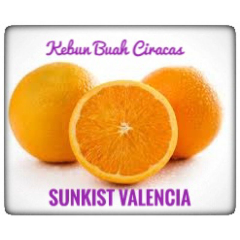 

Sunkist Vanlencia