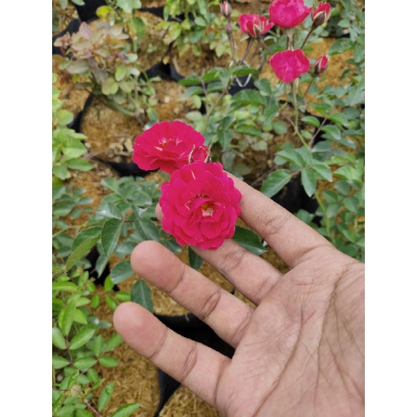 Mawar Rambat Irian  Dewasa/Indukan