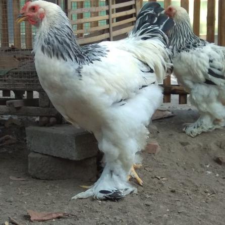 

Buat Anda✔️ TELUR AYAM HIAS BRAHMA UNTUK DI TETASKAN