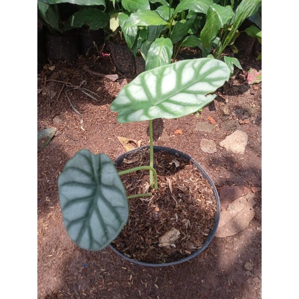 Tanaman hias alokasia black valvet