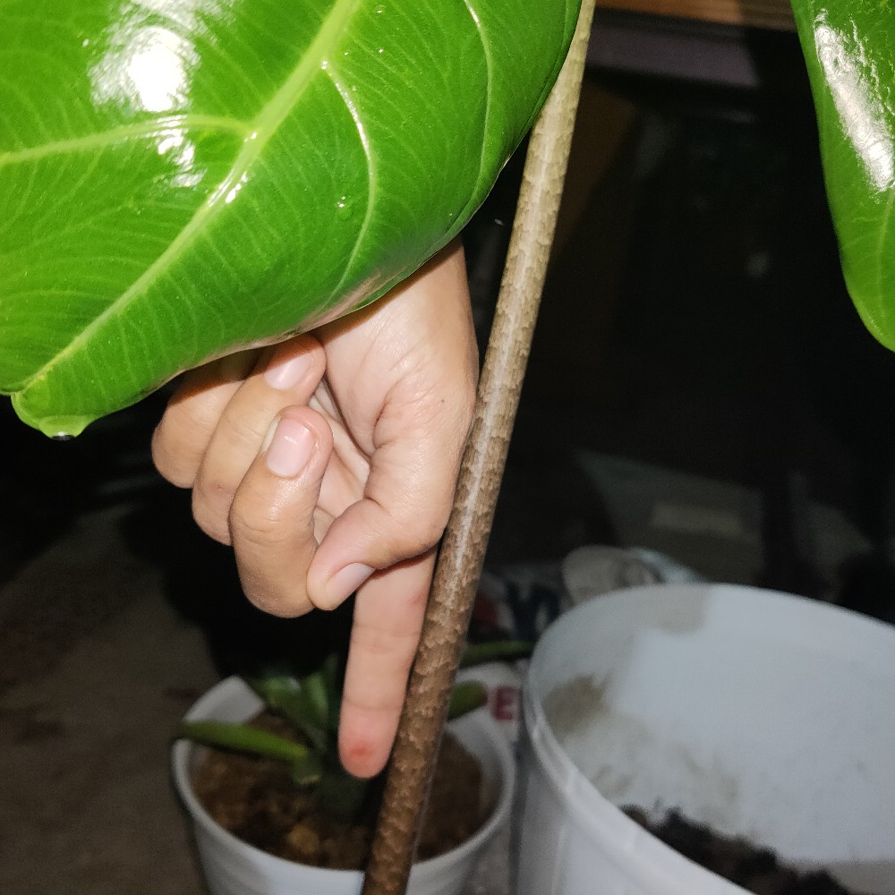 Bonggol Alocasia Zebrina Khas Lampung/longiloba (bonggol Agak Besar)