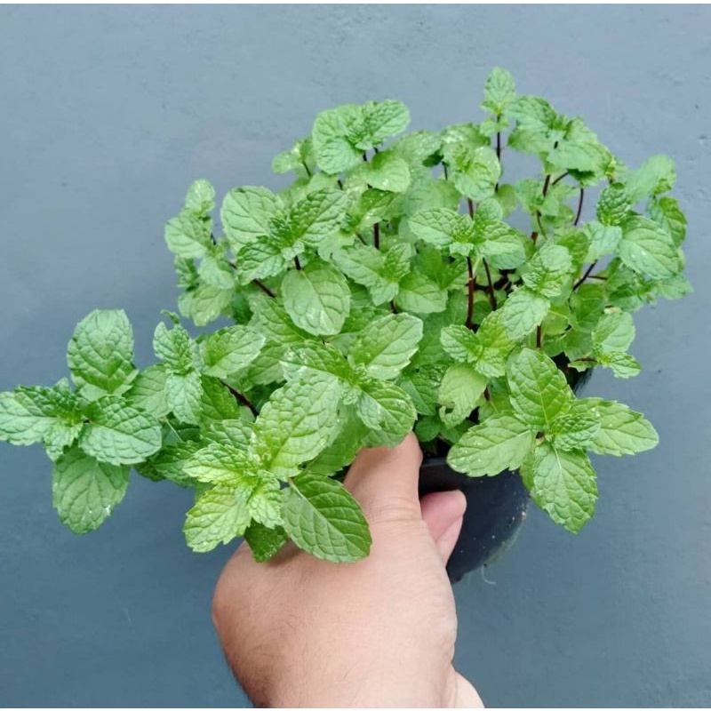 Tanaman Daun Mint / Tanaman Herbal Daun Mint
