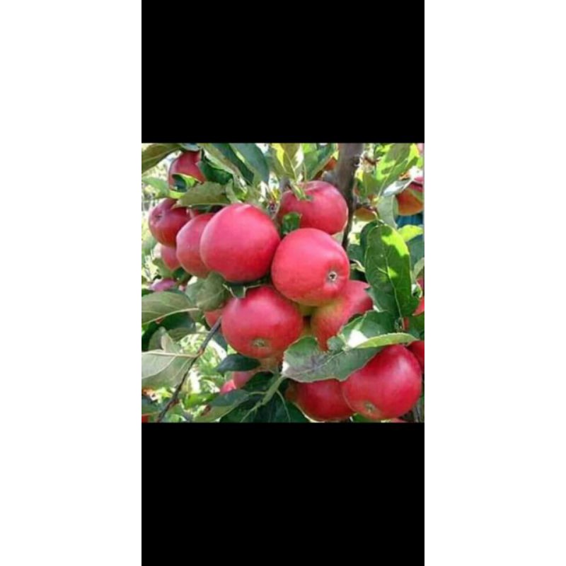 bibit pohon apel ana 50cm