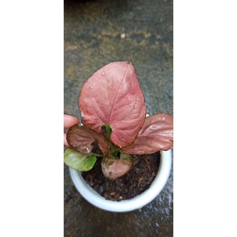 syngonium pink perfection original