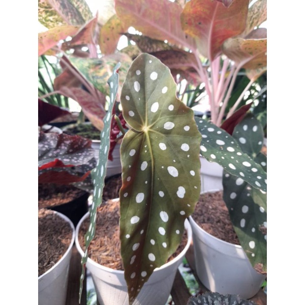 Begonia Polkadot Besar