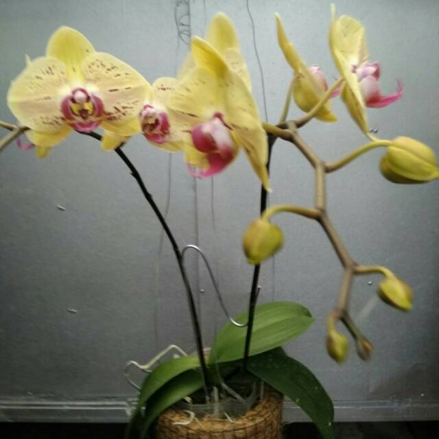 pot sabut kelapa bulat untuk anggrek