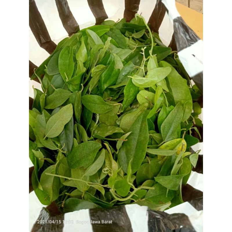 

Daun Cincau Jelly Segar per 1KG - Daun Untuk Membuat Cincau