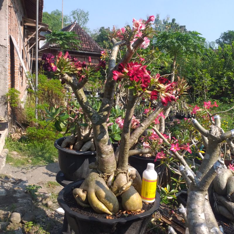 Adenium Bonggol Jumbo 4 ID bunga
