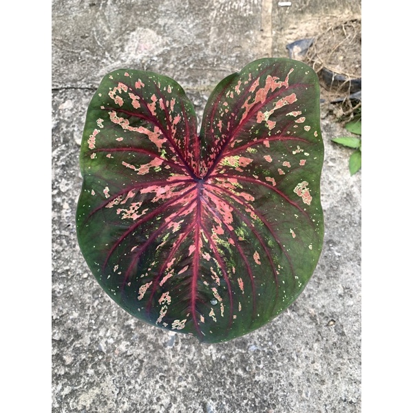 KELADI DORENG - KELADI DAUN GANDA - CALADIUM DORENG