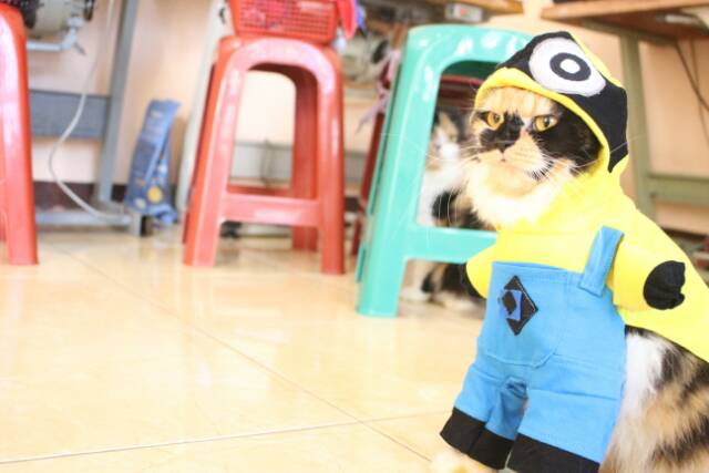 Kostum minion lucu banget untuk kucing anjing / baju kucing / kostum kucing size S M L XL