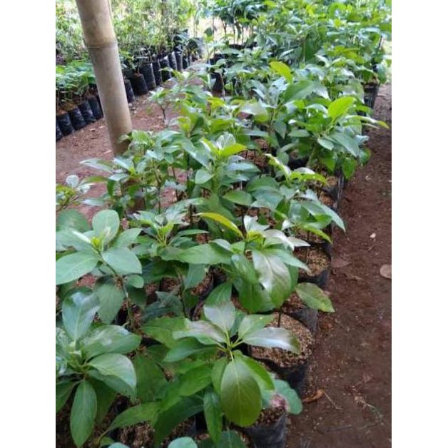 ALPUKAT KENDIL BIBIT ALPUKAT KENDIL TAMBULAMPOT MURAH#