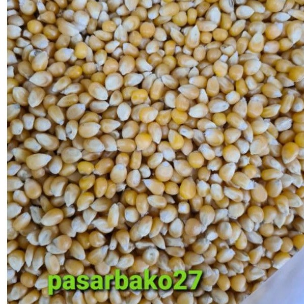 

Jagung Popcorn 1kg