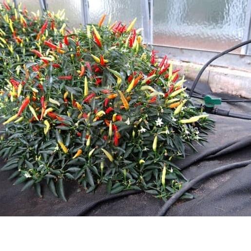 ۞ Bibit Benih Biji Cabe Hias Pedas Sparkler Hot Pepper Mudah Tumbuh ❇