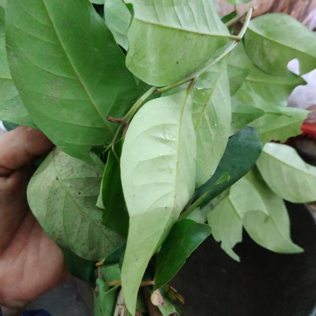

Daun salam 1 ikat