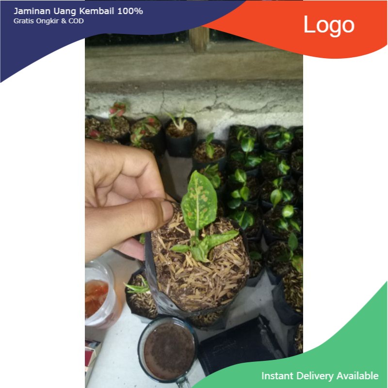 bibit aglonema tricolor