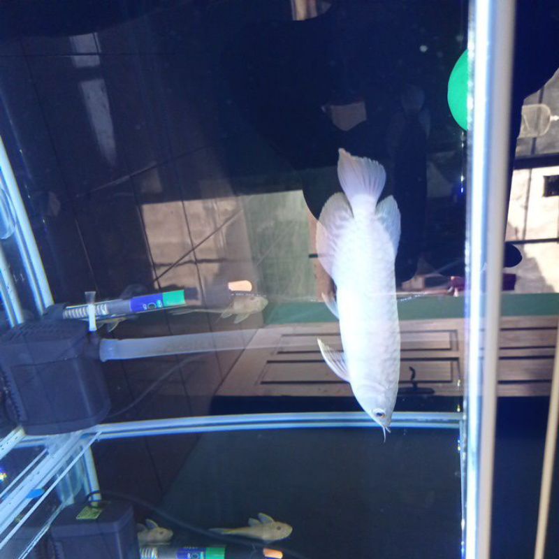 Arowana Golden red 27-28cm