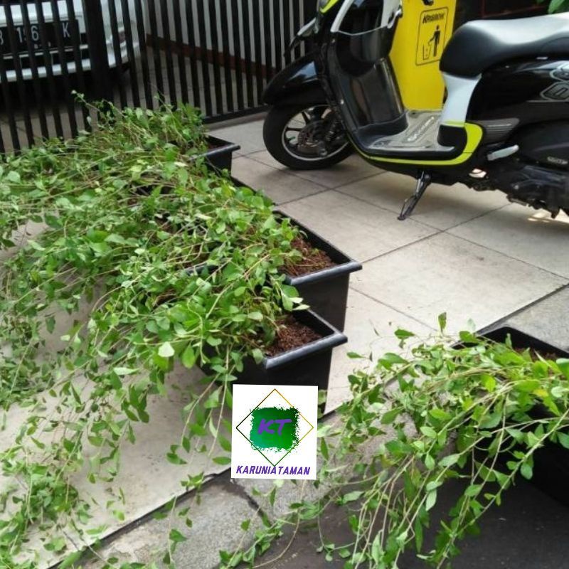 paket + pot, Lee Kwan yew  5 polybag panjang 50-60 cm, + pot panjang hitam 50 cm, putih panjang 60 c