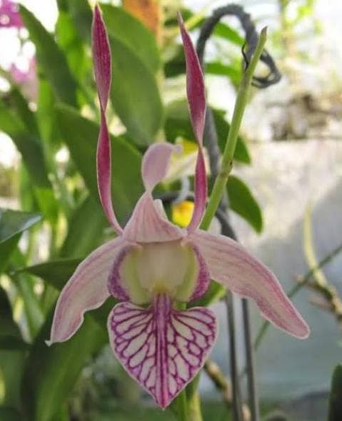 ANGGREK SEEDLING DENDROBIUM LEPORINUM KODE 378