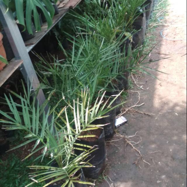 Pohon kurma ajwa ( bibit pohon kurma ) umur 3 tahun