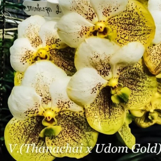 Anggrek Vanda Jumbo Thanachai x Udom Gold Dewasa Bunga Besar Tanaman Anggrek Vanda Bunga Jumbo