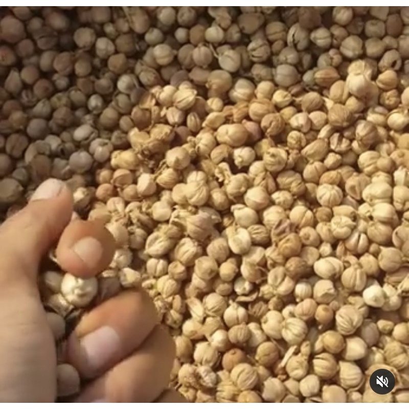 

Paket Usaha kapulaga rempah rempah