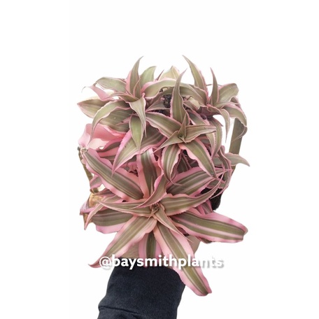 Cryptanthus acaulis cluster ful pot10cm