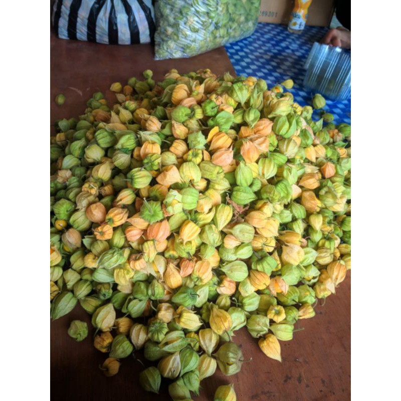 

MURAH BANGET!! Buah ciplukan/Cecenet/ceplukan/Golden Berry/golden berries 1kg