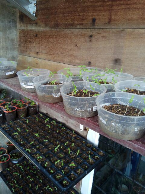 Vinca Softpink Hallo (benih/seed/biji) Tegak