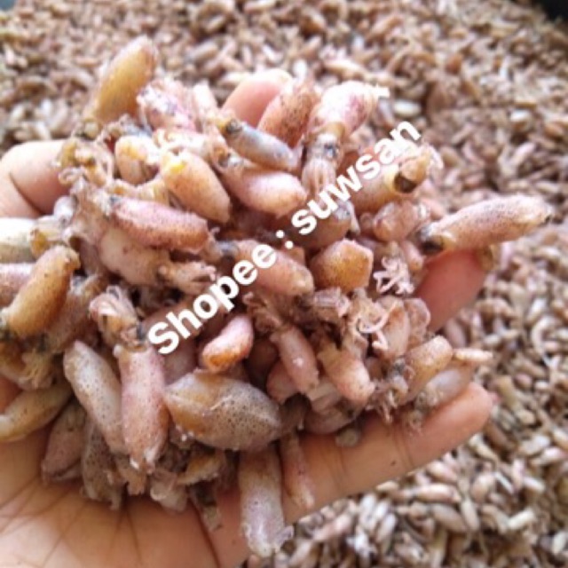 

Baby Cumi 1 - 2 cm harga 250 gram