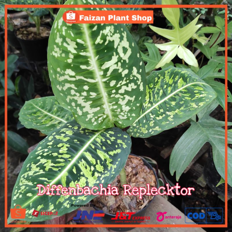 tanama hias diffenbachia reflector | tanaman hias difen