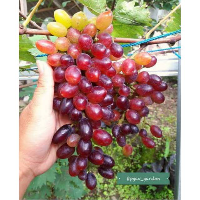 BIBIT BUAH ANGGUR IMPOR RIZAMAT/BIBIT BUAH ANGGUR IMPOR GENJAH(BIBIT TERBAIK)