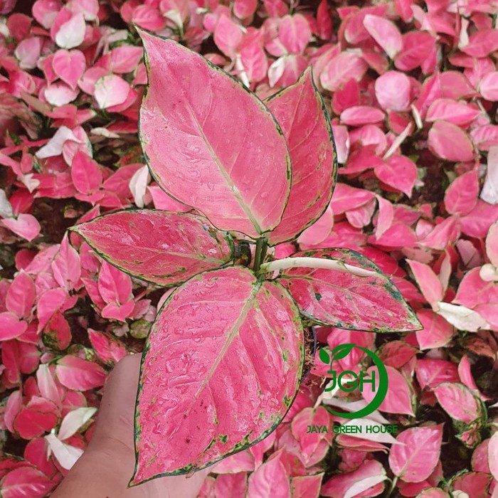 tanaman-bibit-benih- aglonema aglaonema cantik pink catrina remaja -benih-bibit-tanaman.