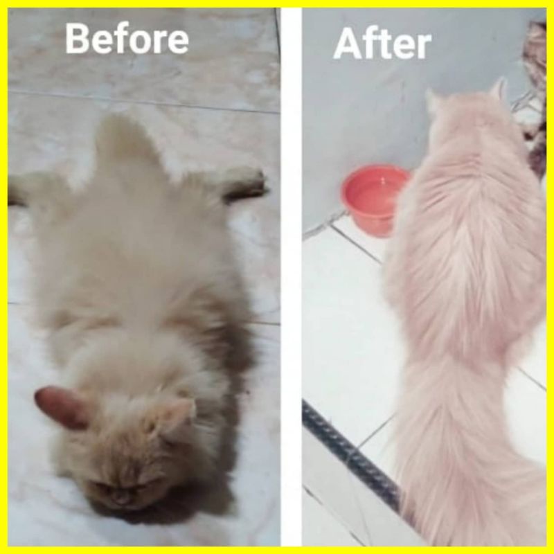 Paket Vitamin Kucing Amino 250 &amp; B2 BULU GEMBUL NAFSU MAKAN PENGGEMUK BADAN PELEBAT PEMANJANG  IMUN