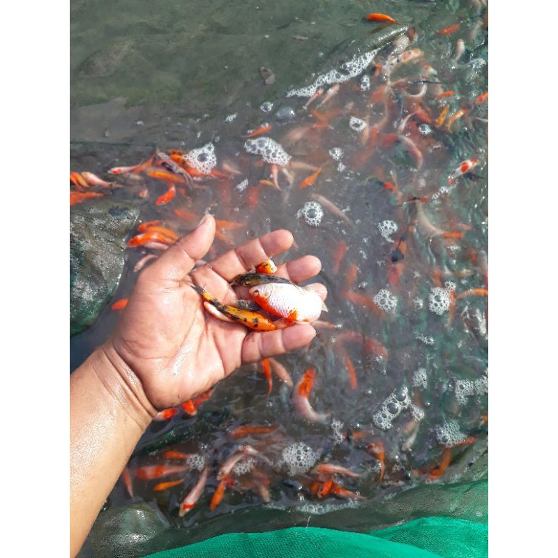 ikan hias koi 5cm an (ready stok)(minimal pembelian 10 ekor)
