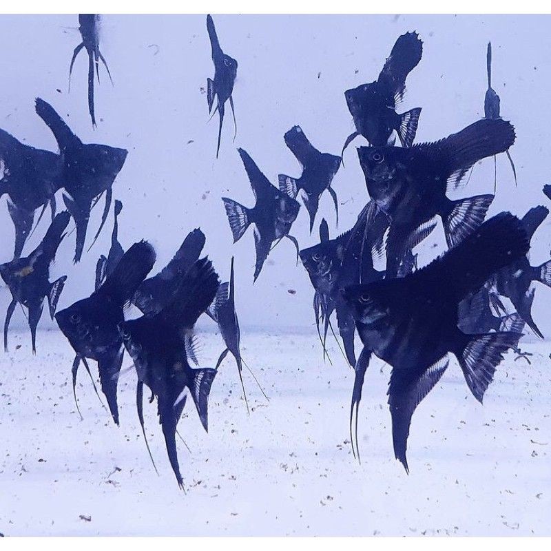 ikan manfish black angel sleyer