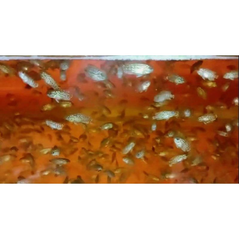 BurayakLouhanKamfaF2