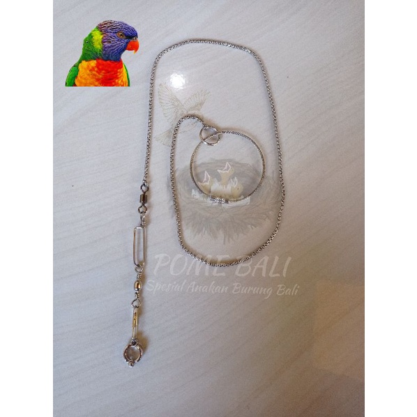 Rantai Burung Nuri / Rantai Burung Titanium / Rantai Borgol