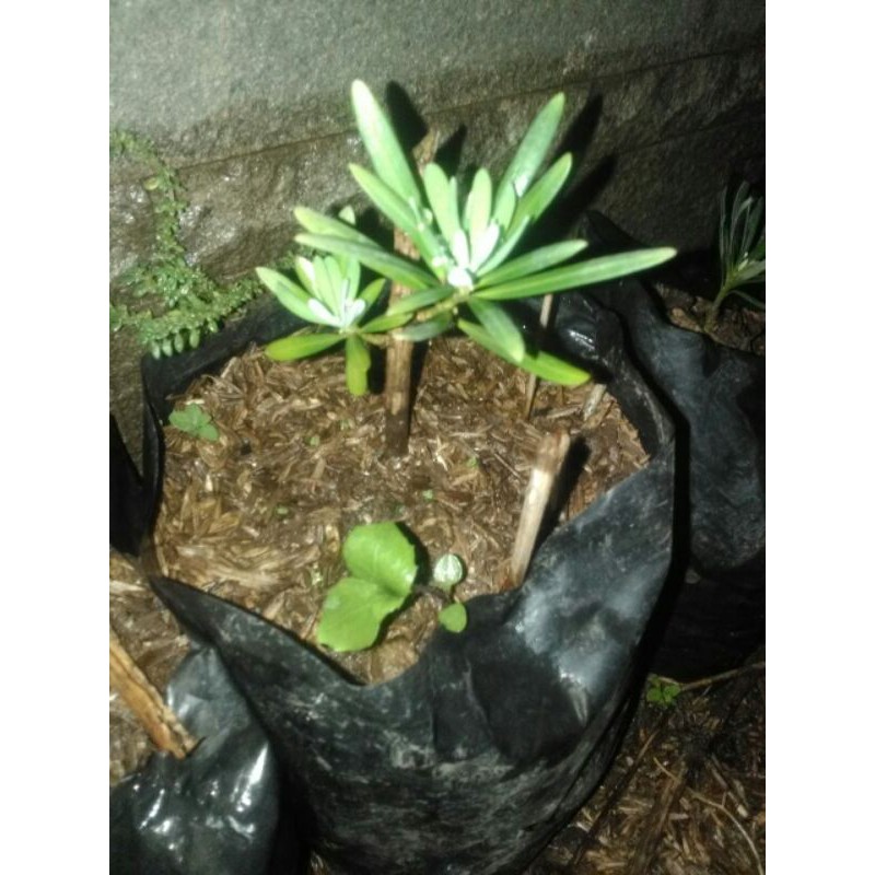 LOHANSUNG LIDAH BURUNG DAUN MIKRO