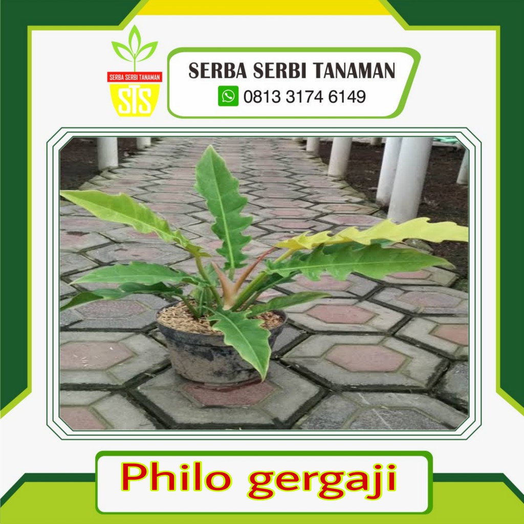 Bibit Tanaman Hias Philo Gergaji Golden