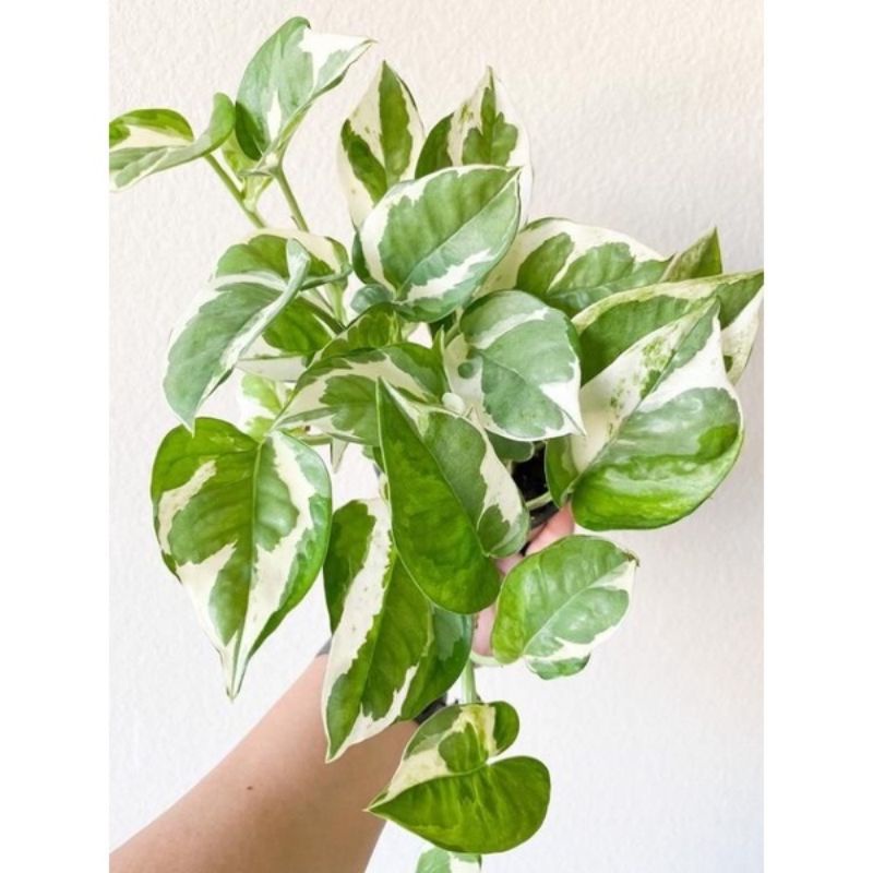 TANAMAN HIAS SRI GADING ENJOY/SRI GADING KOIN