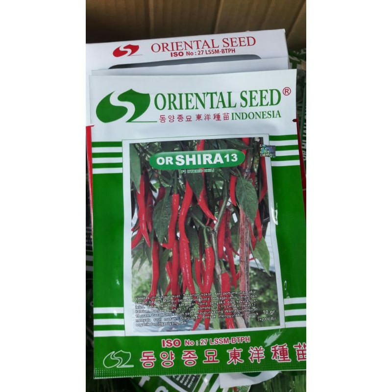 BENIH CABE BESAR OR SHIRA 13 ISI 2000an BIJI