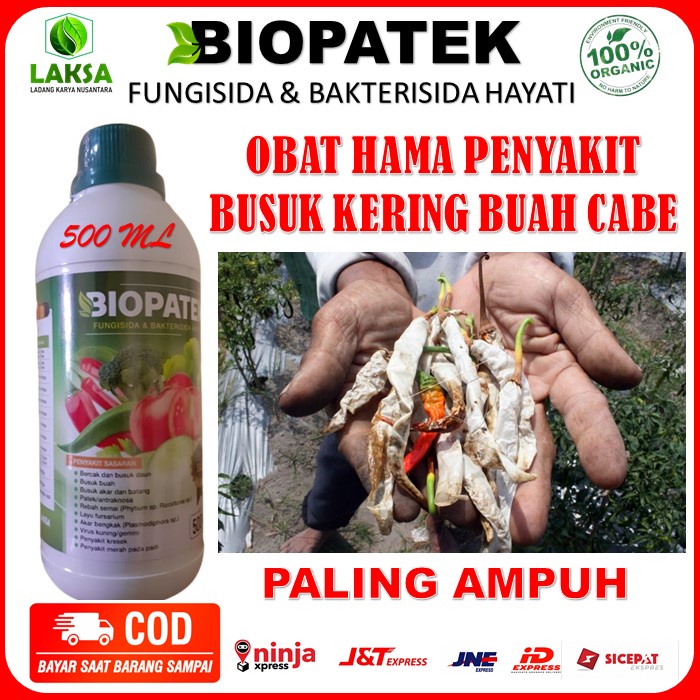 BIOPATEK Obat Pengendali Penyakit Busuk Kering Buah Cabe - Obat Busuk Buah Cabe Paling Ampuh - Obat 
